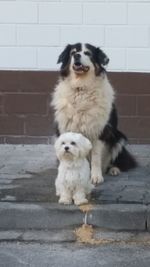 Portrait of dog sitting on steps