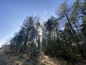 Low angle view of trees in forest against sky