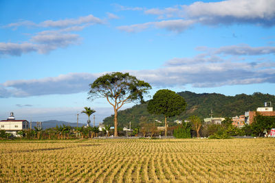 Scenic view of agricultural field against sky