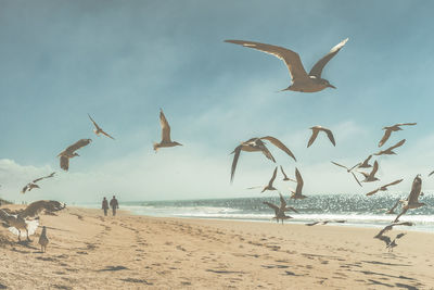 Seagulls flying over beach