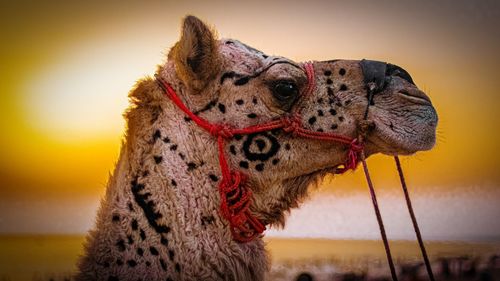 Close-up of an animal looking away