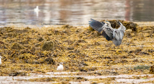 View of bird flying over lake