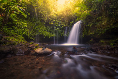 Scenic view of waterfall in forest