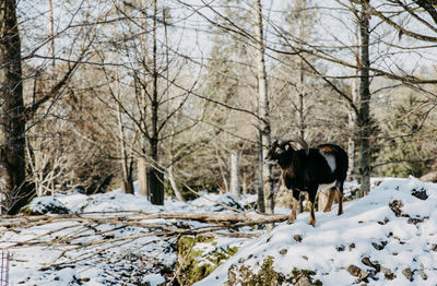 Capricorn on snow covered landscape in forest