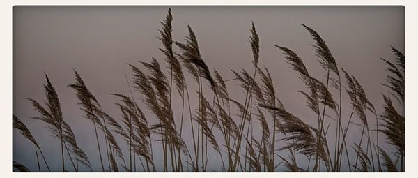 Plants growing against sky