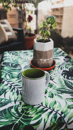 Close-up of potted plant on table