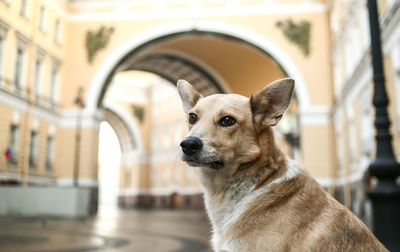 Close-up of a dog looking away