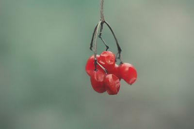 Close-up of red berries hanging on leaf