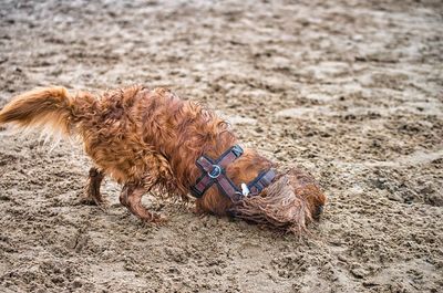 High angle view of a dog on sand