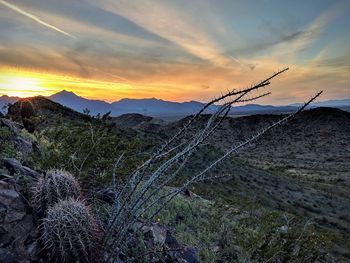 Plants growing on land against sky during sunset