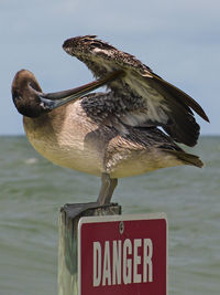 Close-up of pelican preening on danger sign by sea