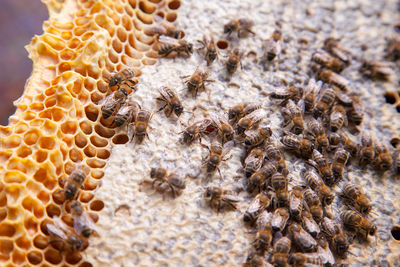 Close-up of bees