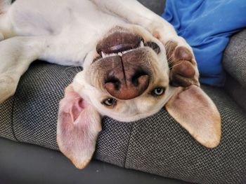 High angle view of dog sleeping on sofa at home