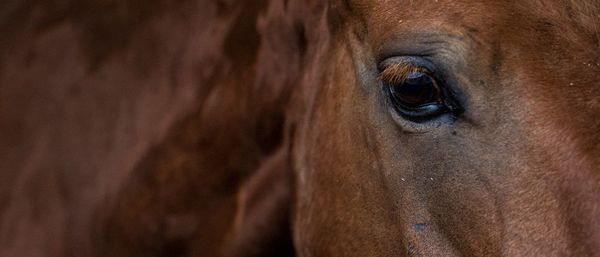 Close-up portrait of horse