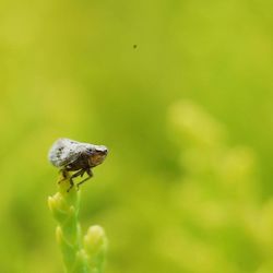 Close-up of plant