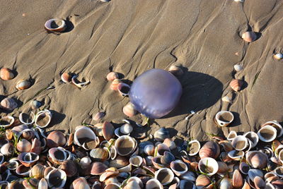 High angle view of shells on beach