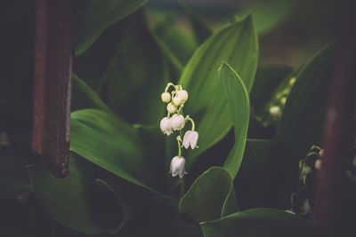 Close-up of flowering plant