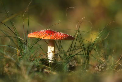 Close-up of mushroom growing on field