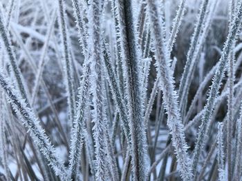 Full frame shot of frozen plants during winter