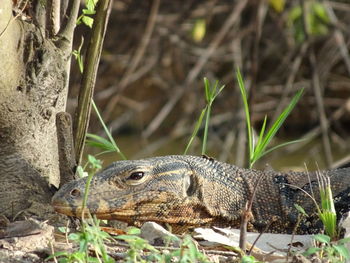 Close-up of asian water monitor on tree trunk