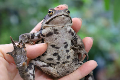 Close-up of human hand holding rock