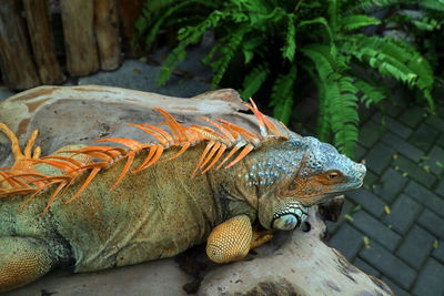 Big iguana with orange fins crawling on a wooden block photo