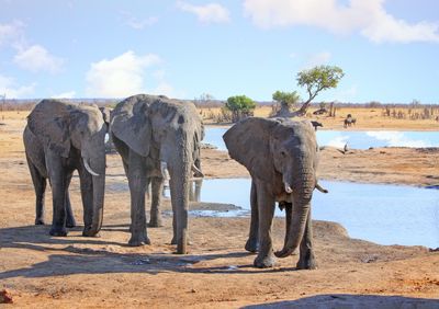 View of elephant on beach