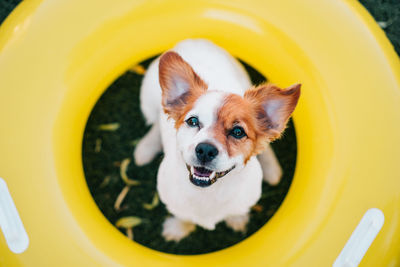 Portrait of cute jack russell dog smiling outdoors sitting on the grass in a yellow donuts, summer