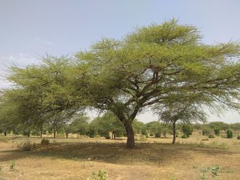 Trees on field against sky