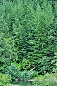 Pine trees in forest