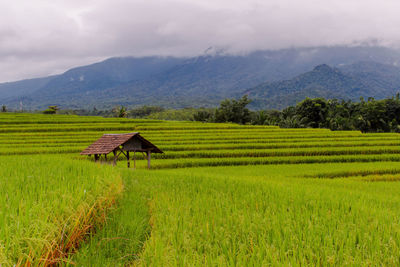 Minimalist photo of rice fields with rice starting to turn yellow