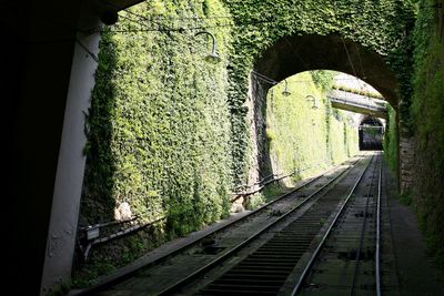 Railroad tracks amidst plants