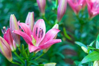 Close-up of pink lily flowers