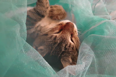 Close-up of a cat sleeping