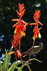 Close-up of orange flowering plant