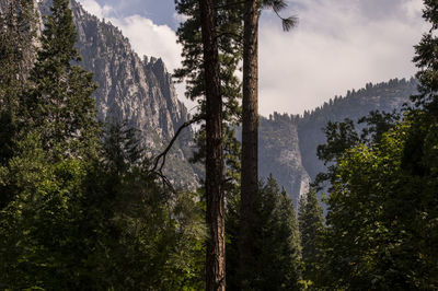 Scenic view of trees and mountains against sky