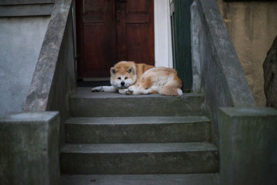 Cat relaxing on steps