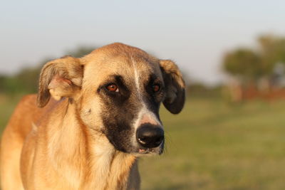 Close-up portrait of dog