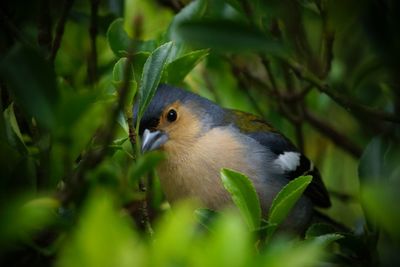 Close-up of bird perching on plant