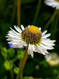 Close-up of white daisy flower