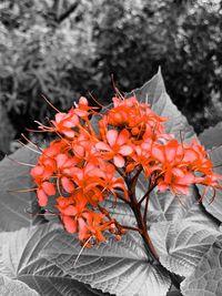 Close-up of orange flowering plant