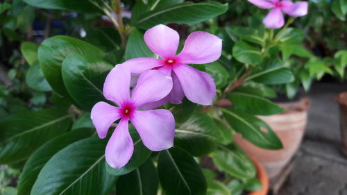 Close-up of frangipani blooming outdoors