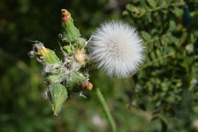 Close-up of flower against blurred background