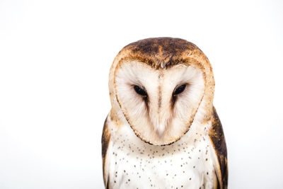 Close-up of a owl against white background
