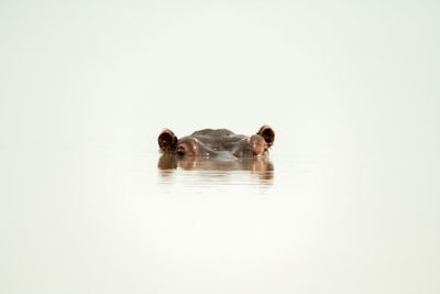 View of a turtle in water