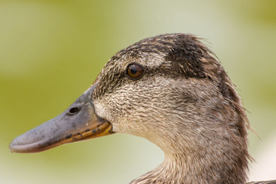 Close-up of a bird looking away