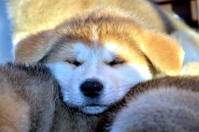 Close-up portrait of dog relaxing outdoors