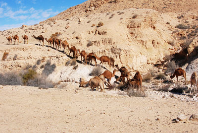 Camel in the negev desert in israel near mitzpe ramon, machtesh ramon