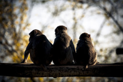 Low angle view of birds perching on railing against sky