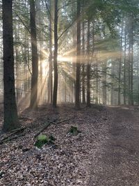 Sunlight streaming through trees in forest